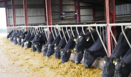 Buffer feeding the dairy cow: Know what you don’t know